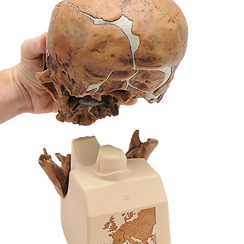 3b-scientific-sch-delreplikat-homo-neanderthalensis-la-chapelle-aux-saints-1-cla image 4