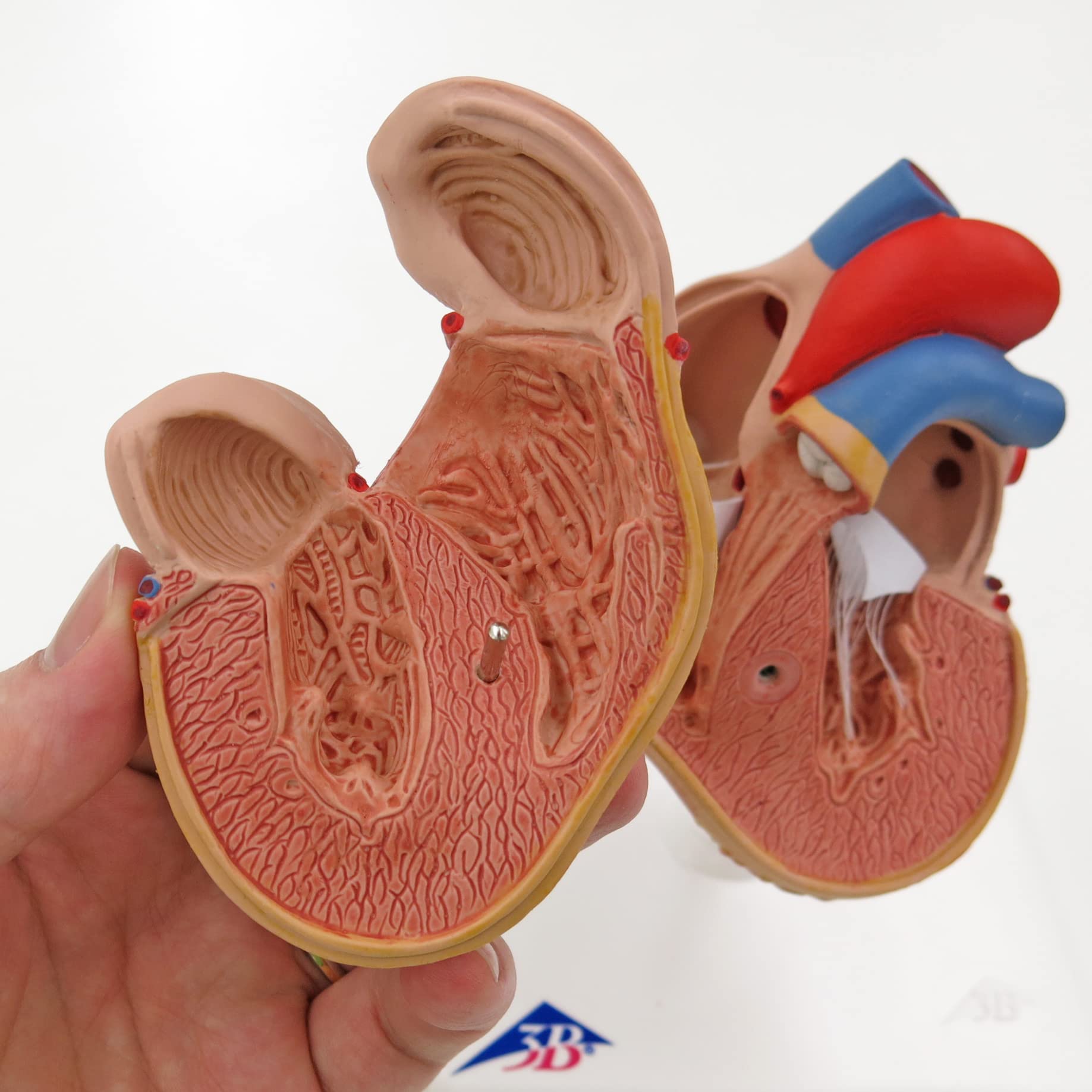 3b-scientific-klassik-herzmodell-g04-mit-linksventrikul-rer-hypertrophie-lvh-2-t image 3