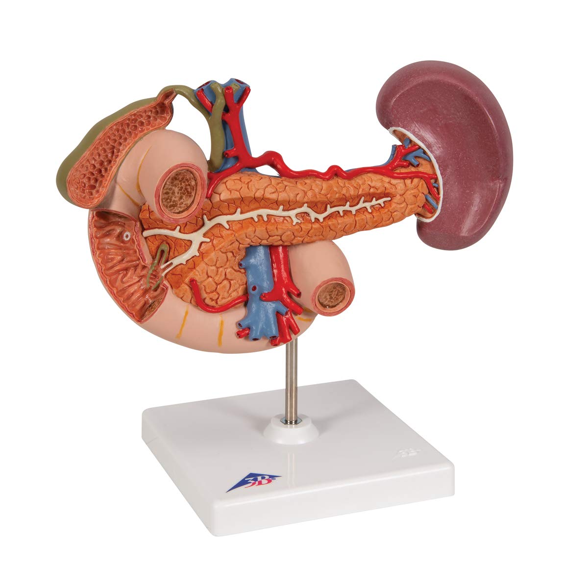 3b-scientific-hintere-oberbauchorgane-anatomiemodell-aus-pvc image 2