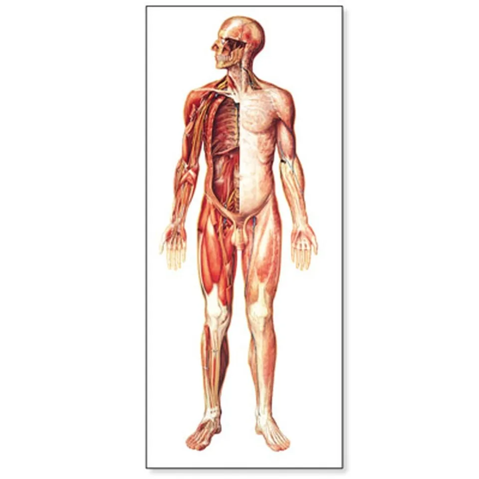 3b-scientific-lehrtafel-das-nervensystem-vorderseite-poster-84x200-cm-mit-holzbe image 1