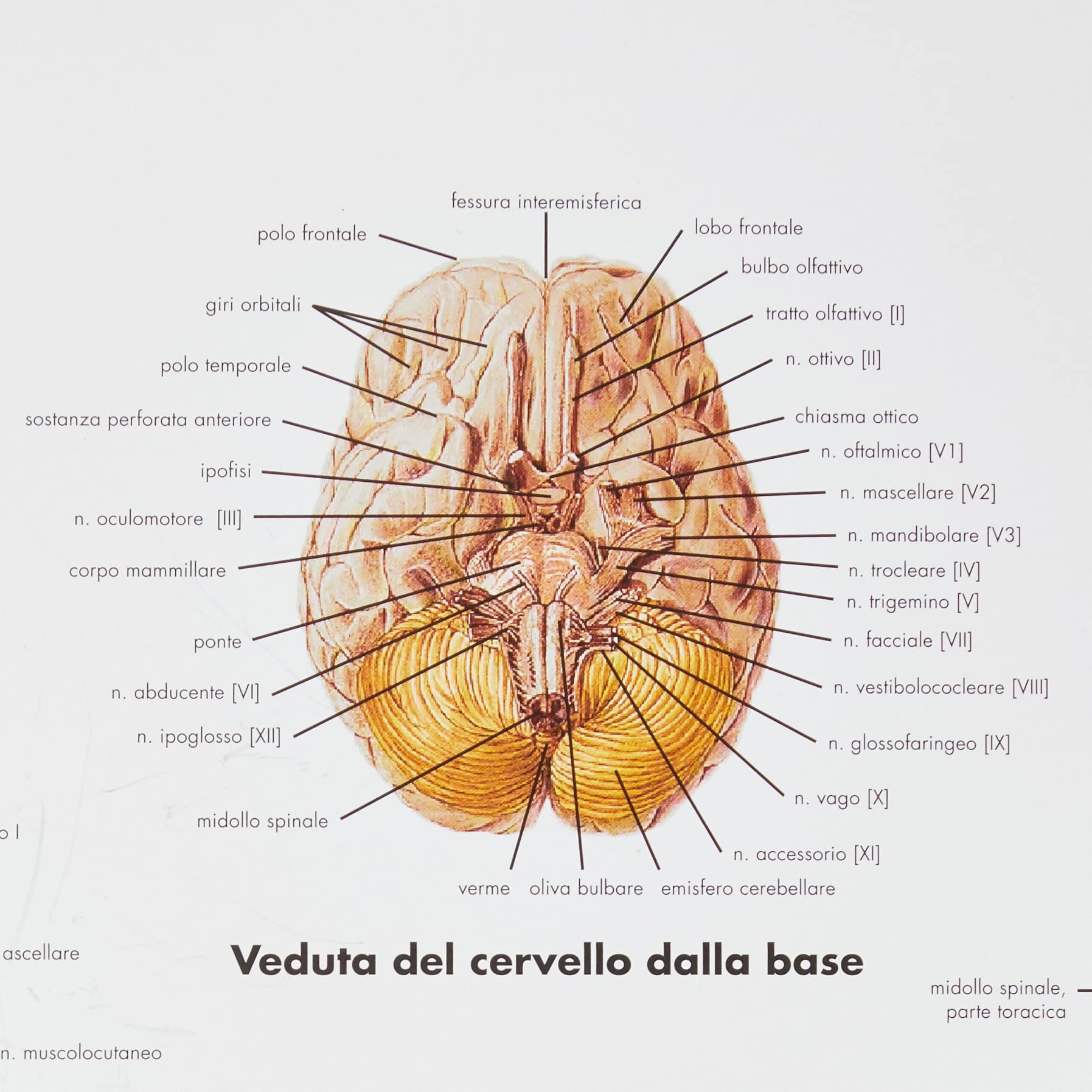 3b-scientific-anatomietafel-nervensystem-italienisch-50x67-cm-papier image 2