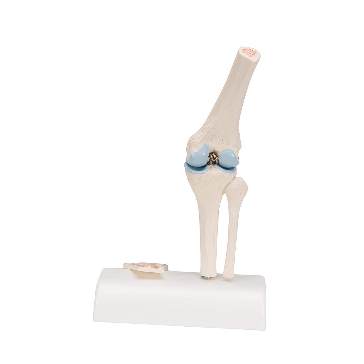 3b-scientific-mini-kniegelenkmodell-mit-querschnitt-a85-1-3b-smart-anatomy-app image 4