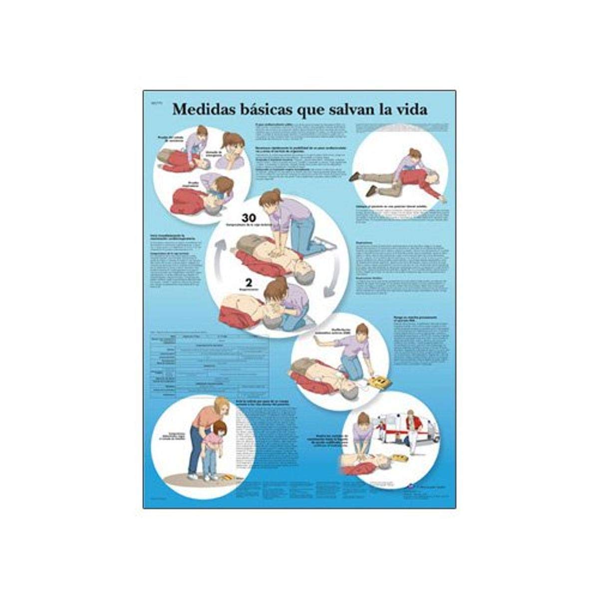 3b-scientific-lehrtafel-basisma-nahmen-retten-laminiertes-anatomie-diagramm-50x6 image 1