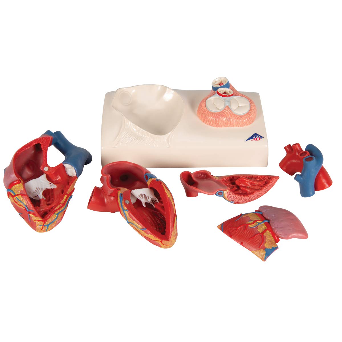 3b-scientific-herzmodell-classic-heart-model-series-lebensgro-5-teilig-mit-systo image 7