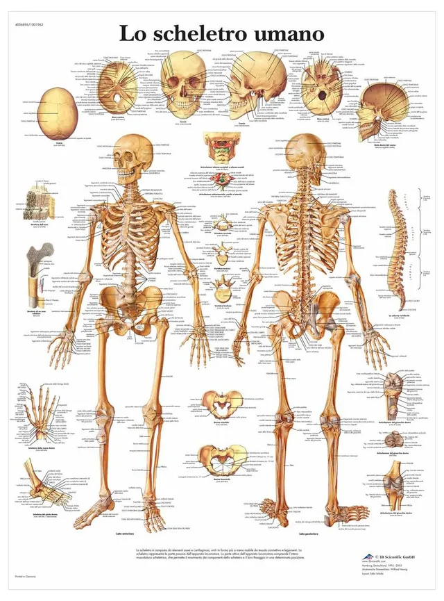 3b-scientific-anatomietafel-skelettsystem-anatomieposter-papier-italienisch image 1