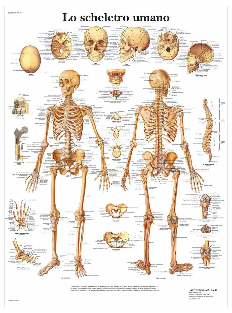 3b-scientific-anatomietafel-skelettsystem-anatomieposter-papier-italienisch image 1