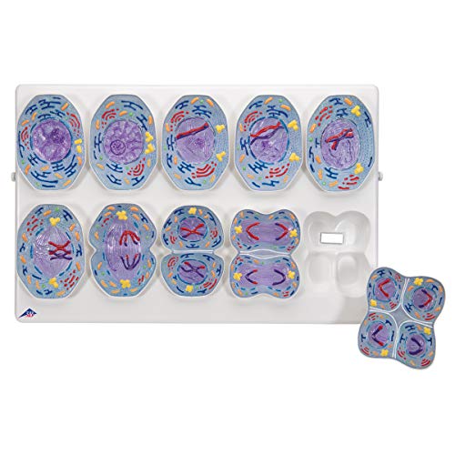 3b-scientific-meiosemodell-biologie-reliefmodell-mit-10-stadien image 7