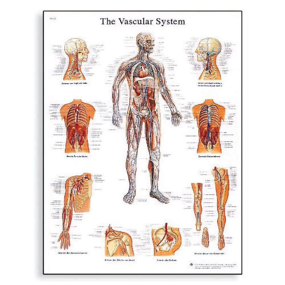 3b-scientific-lehrtafel-das-blutgef-system-anatomieposter-50-x-67-cm image 2