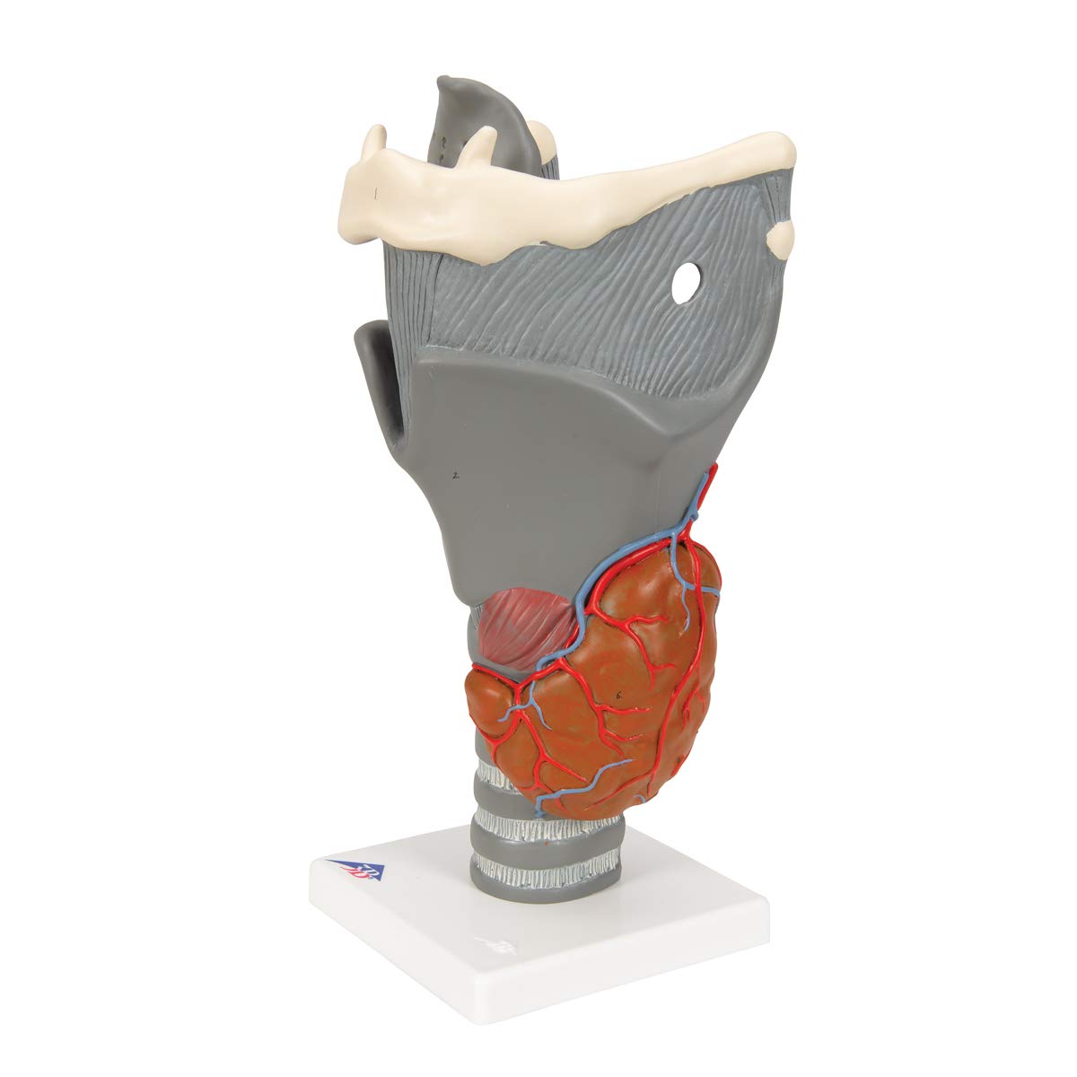 3b-scientific-funktionsmodell-kehlkopf-2-5-fache-gr-e-anatomisches-replikat-beig image 6