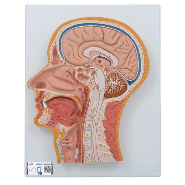 3b-scientific-medianschnitt-kopfmodell-lebensgro-mit-gehirn-smart-anatomy-app image 1