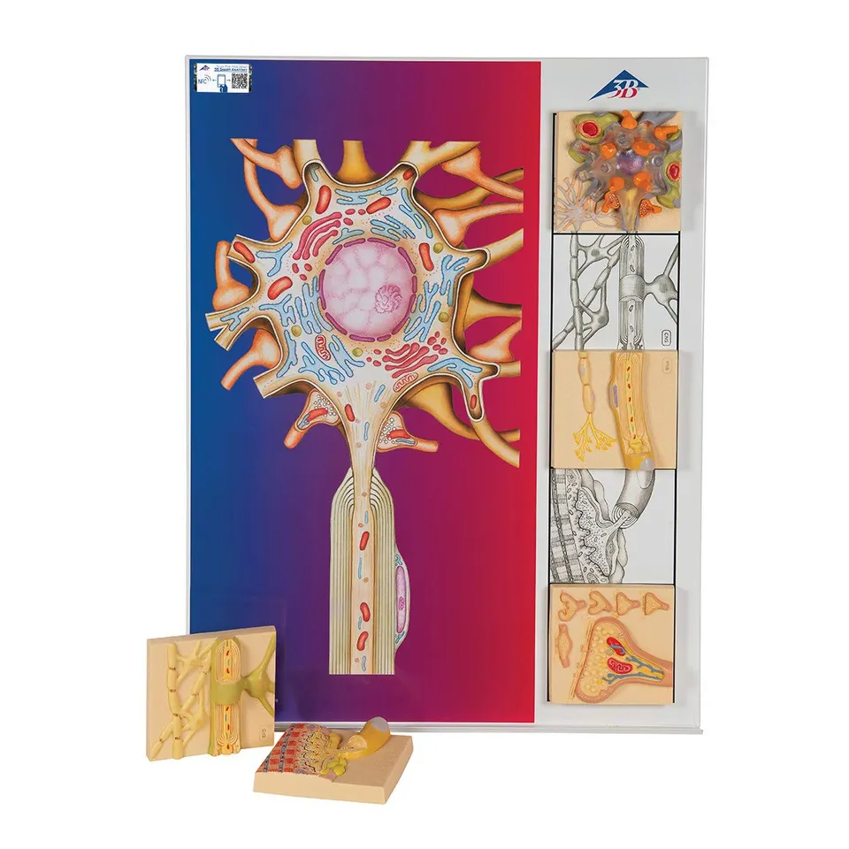 3b-scientific-nervenphysiologie-serie-5-magnetische-nervenzellmodelle-auf-metall image 1
