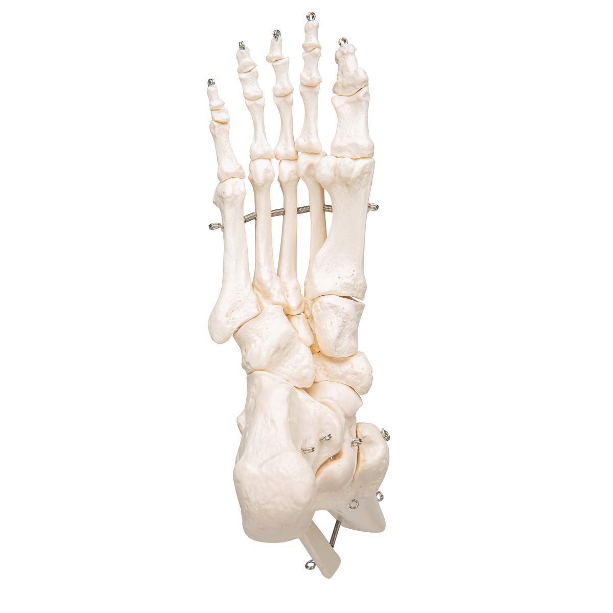 3b-scientific-a31-fu-und-sprunggelenk-skelettmodell-3b-smart-anatomy image 7