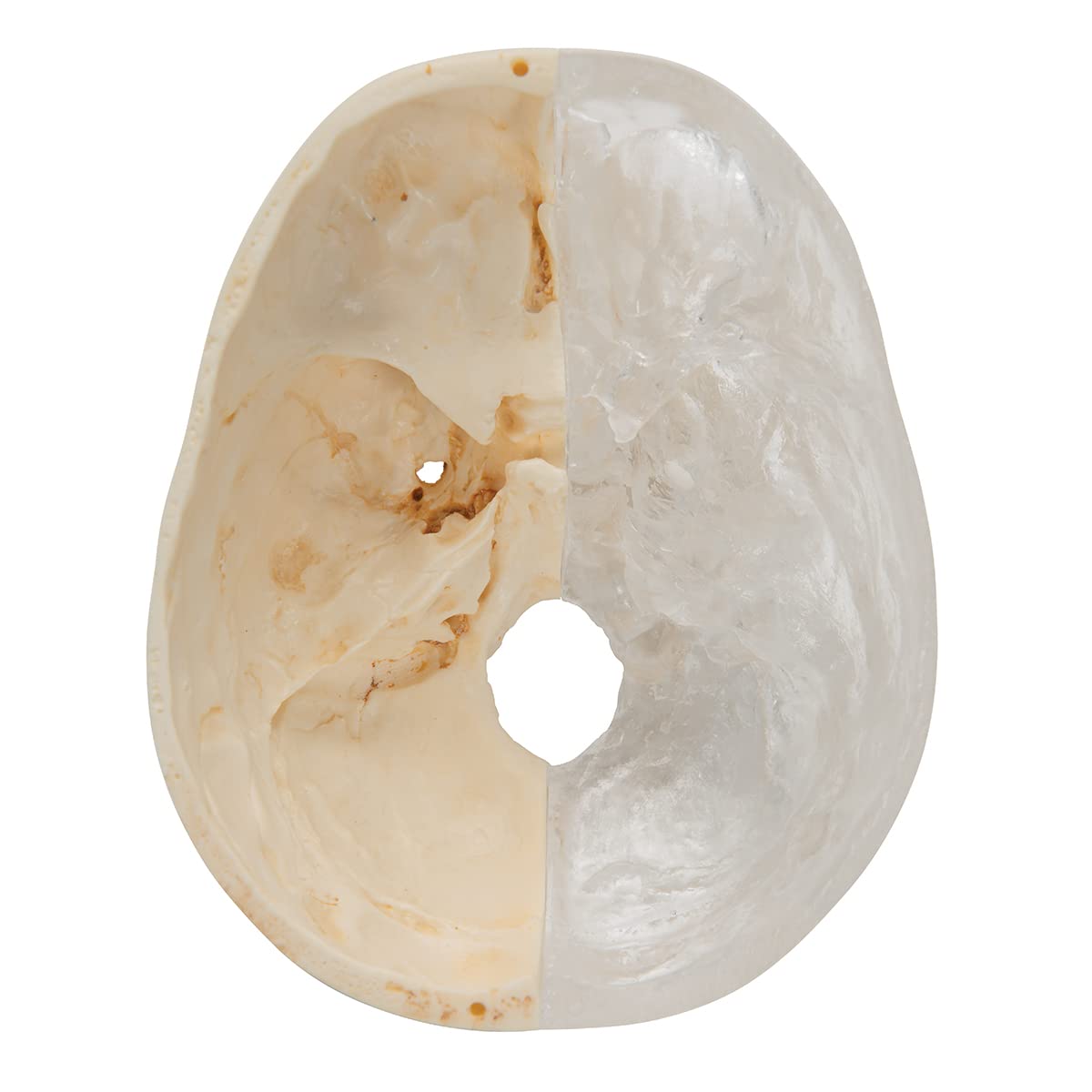 3b-scientific-bonelike-sch-del-modell-a282-halb-transparent-halb-knochen-8-teili image 4