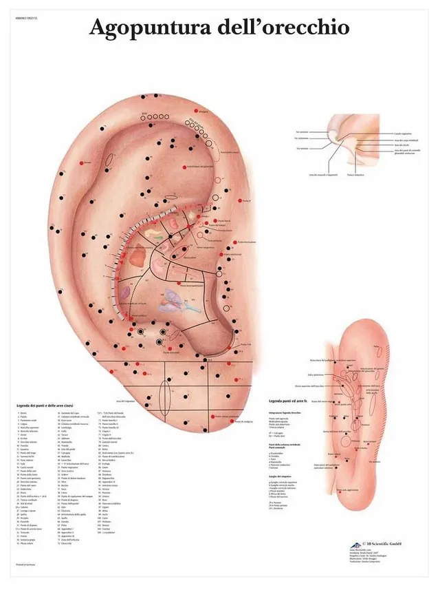 3b-scientific-vr4821l-akupunktur-ohr-poster-laminiert-50-x-67-cm image 1