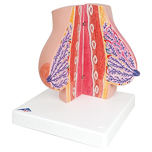 3b-scientific-weibliches-brustmodell-anatomie-lehrmodell-mit-l-ppchen-g-ngen-und image 8