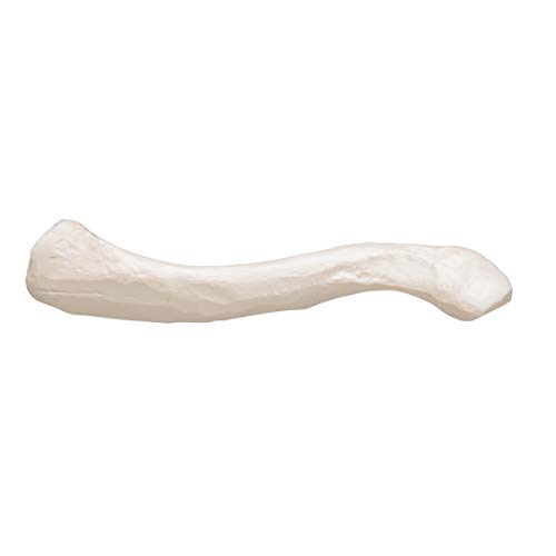 3b-scientific-schl-sselbein-modell-originalgr-e-3b-smart-anatomy-app image 8