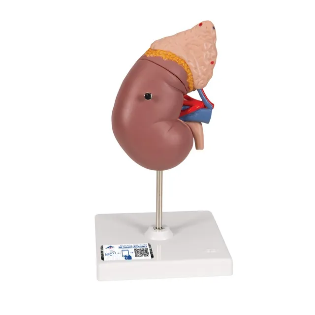 3b-scientific-k12-nierenmodell-mit-nebenniere-und-stativ-3b-smart-anatomy-app image 1