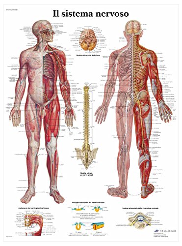3b-scientific-anatomietafel-nervensystem-italienisch-50x67-cm-papier image 8