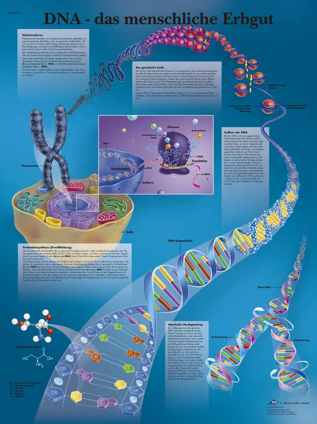 3b-scientific-lehrtafel-laminiert-dna-das-menschliche-erbgut-poster-50x67-cm image 1