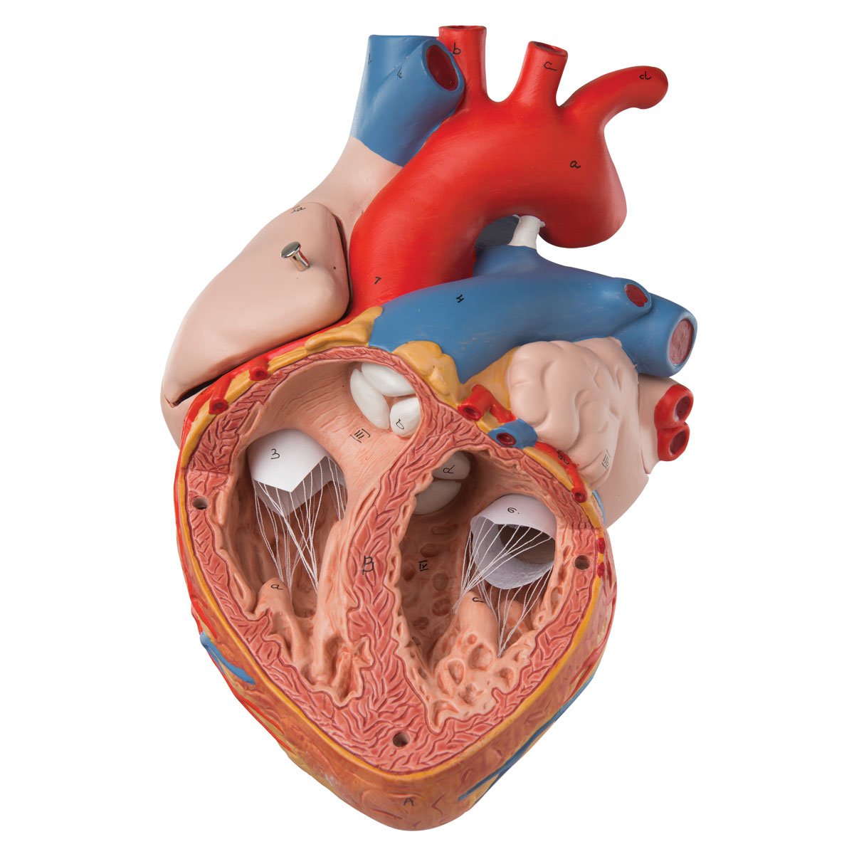 3b-scientific-herzmodell-2-fache-lebensgr-e-4-teilig-mit-smart-anatomy-app image 3