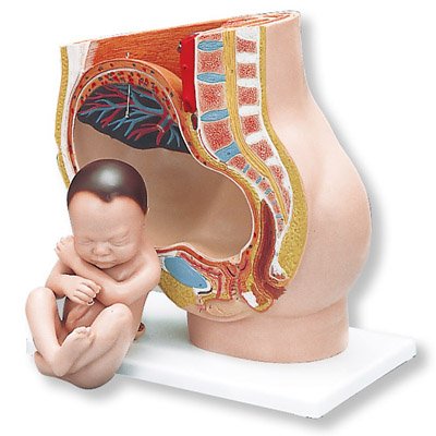 3b-scientific-schwangerschaftsbecken-3-teilig-mit-fetus-uterus-smart-anatomy-app image 3