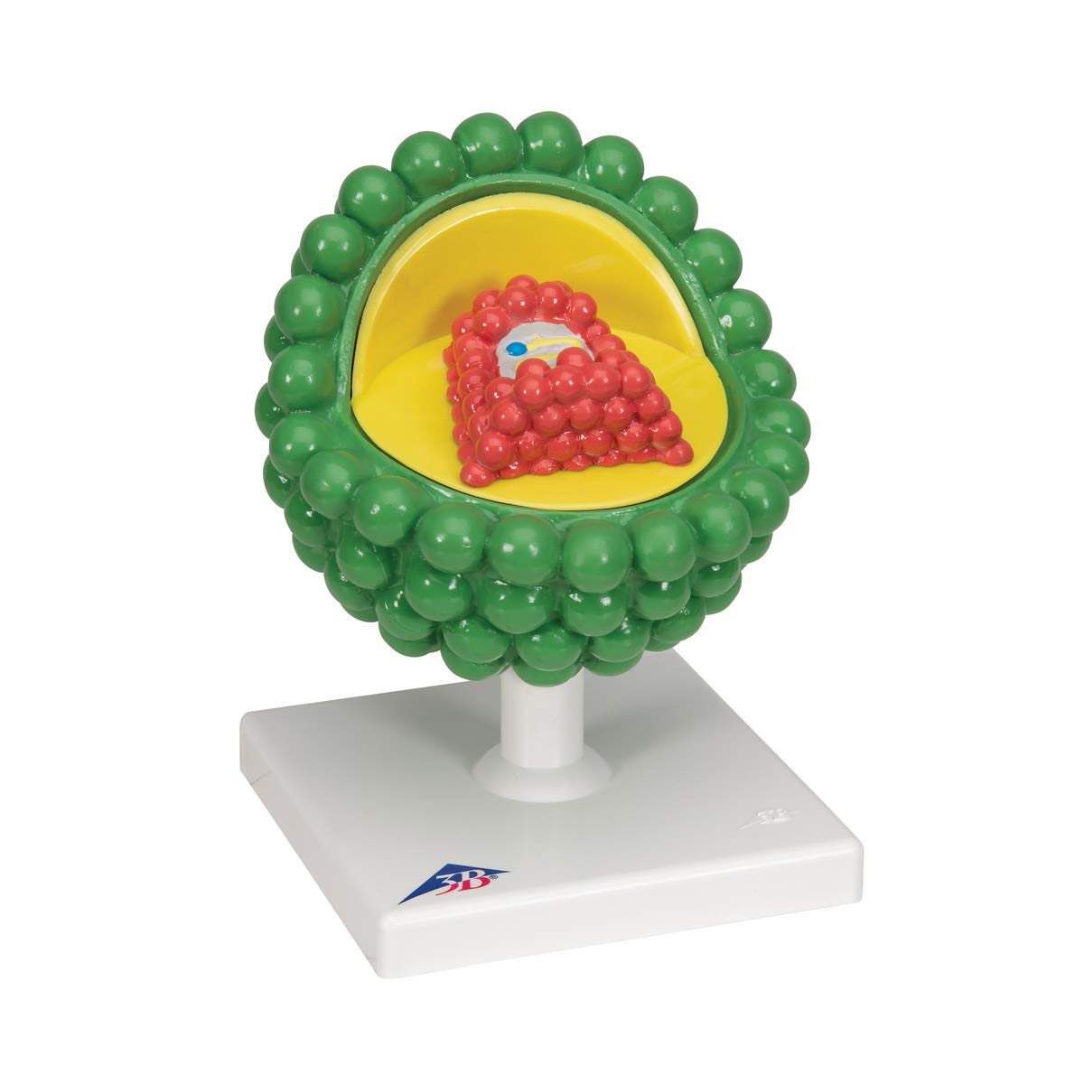 3b-scientific-hiv-modell-l40-microanatomy-virusmodell-mit-sockel-smart-anatomy-a image 2