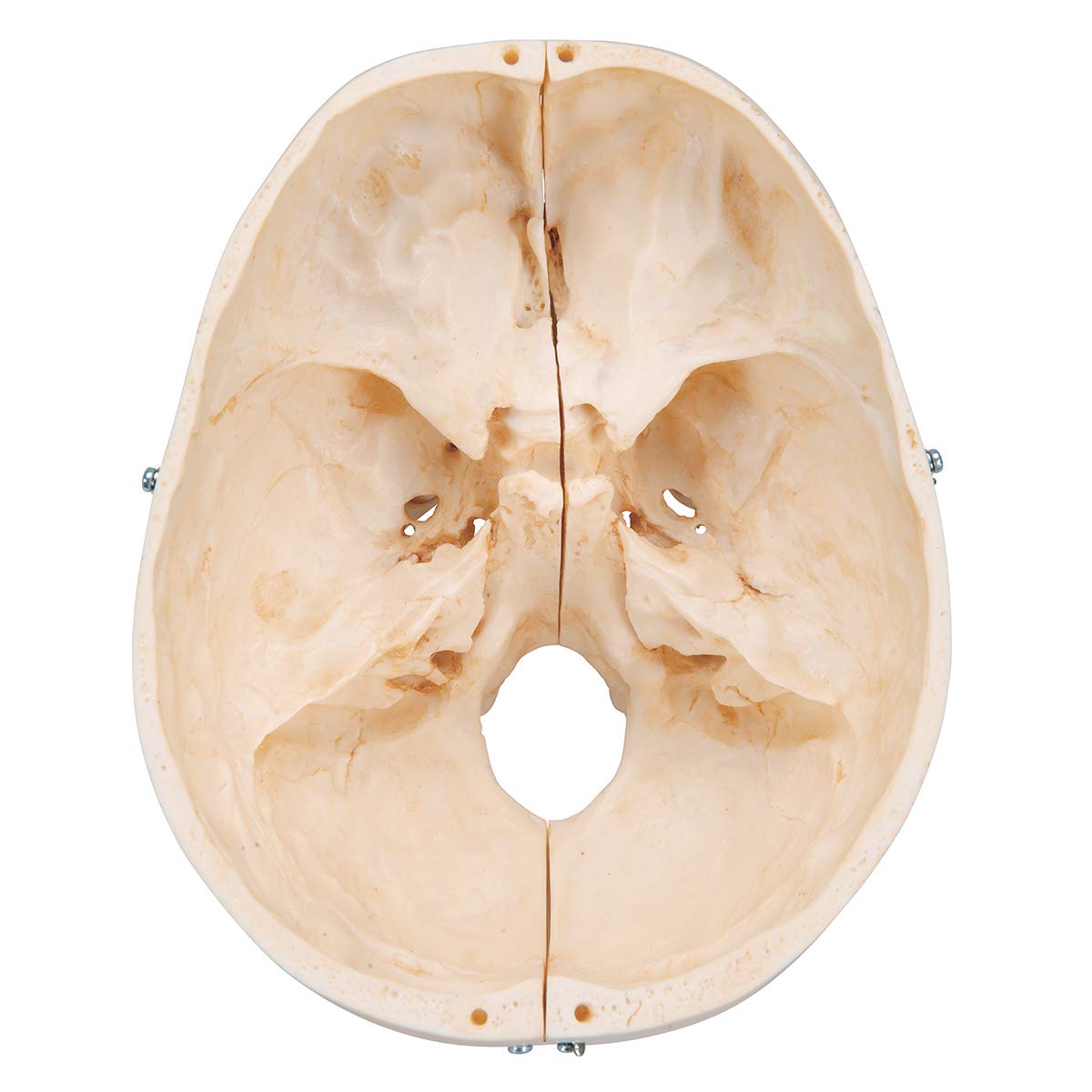 3b-scientific-bonelike-sch-delmodell-6-teilig-lebensgro-mit-mediansagittalschnit image 8