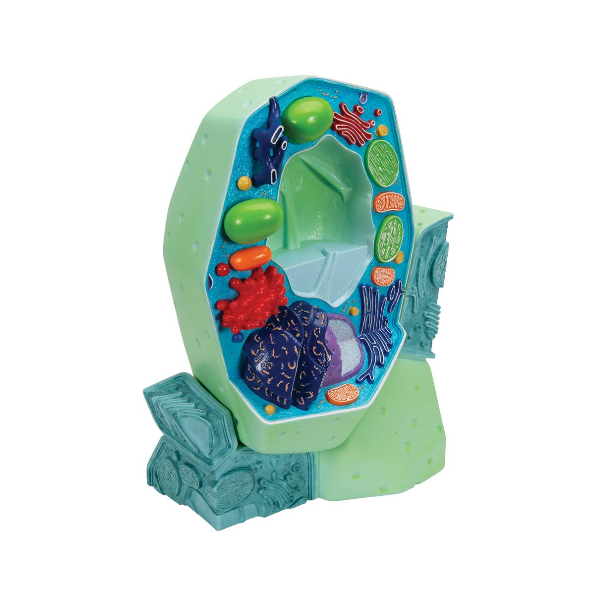 3b-scientific-modell-pflanzliche-zelle-10-000-1-biologie-zellmodell image 4