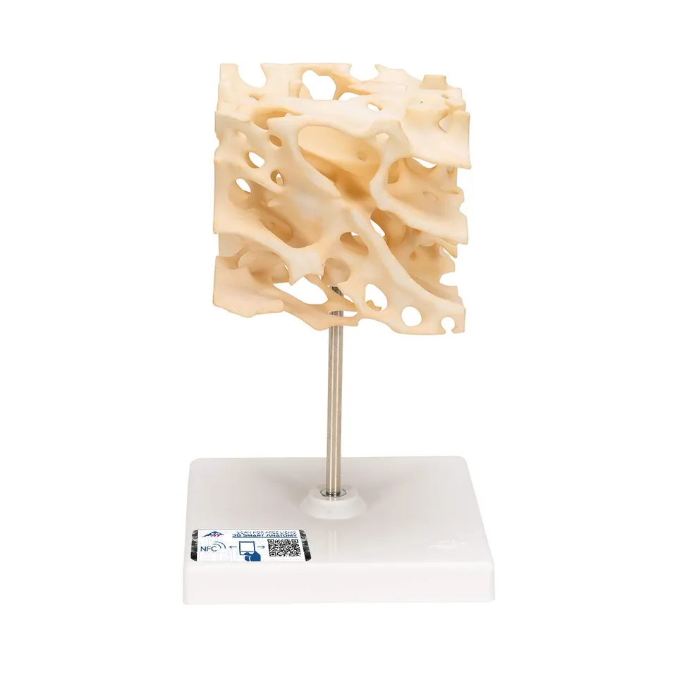 3b-scientific-knochenspongiosa-modell-100-fach-vergr-ert-3b-smart-anatomy-app image 1
