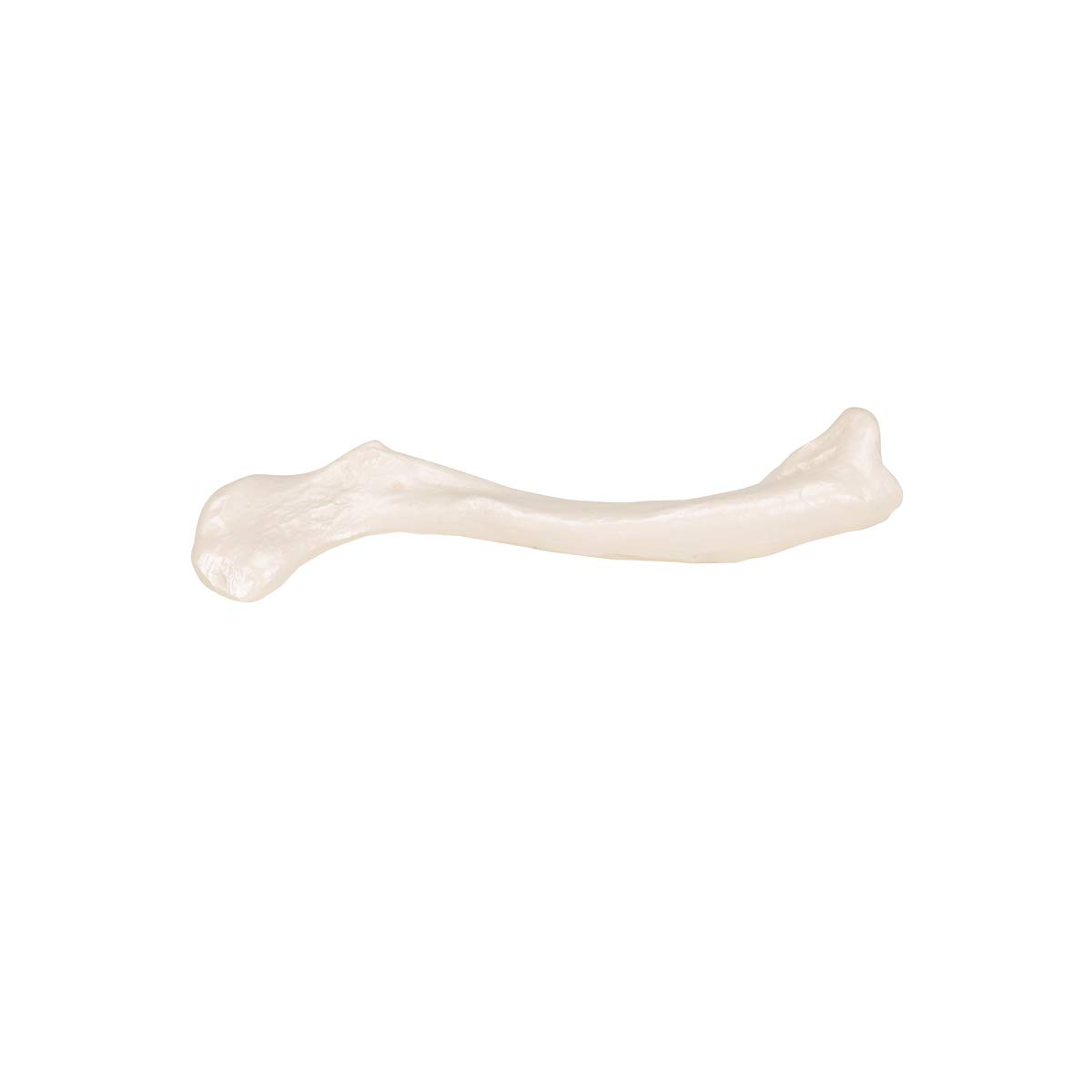 3b-scientific-schl-sselbein-modell-originalgr-e-3b-smart-anatomy-app image 5