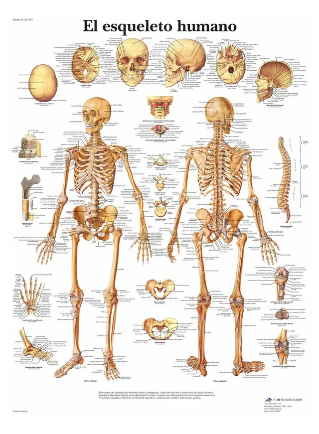 3b-scientific-menschliches-skelett-tafel-laminiertes-anatomieposter-50-x-67-cm image 1