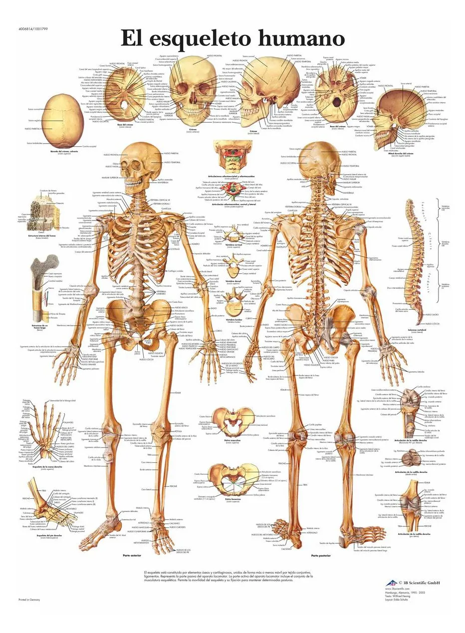 3b-scientific-menschliches-skelett-tafel-laminiertes-anatomieposter-50-x-67-cm image 1