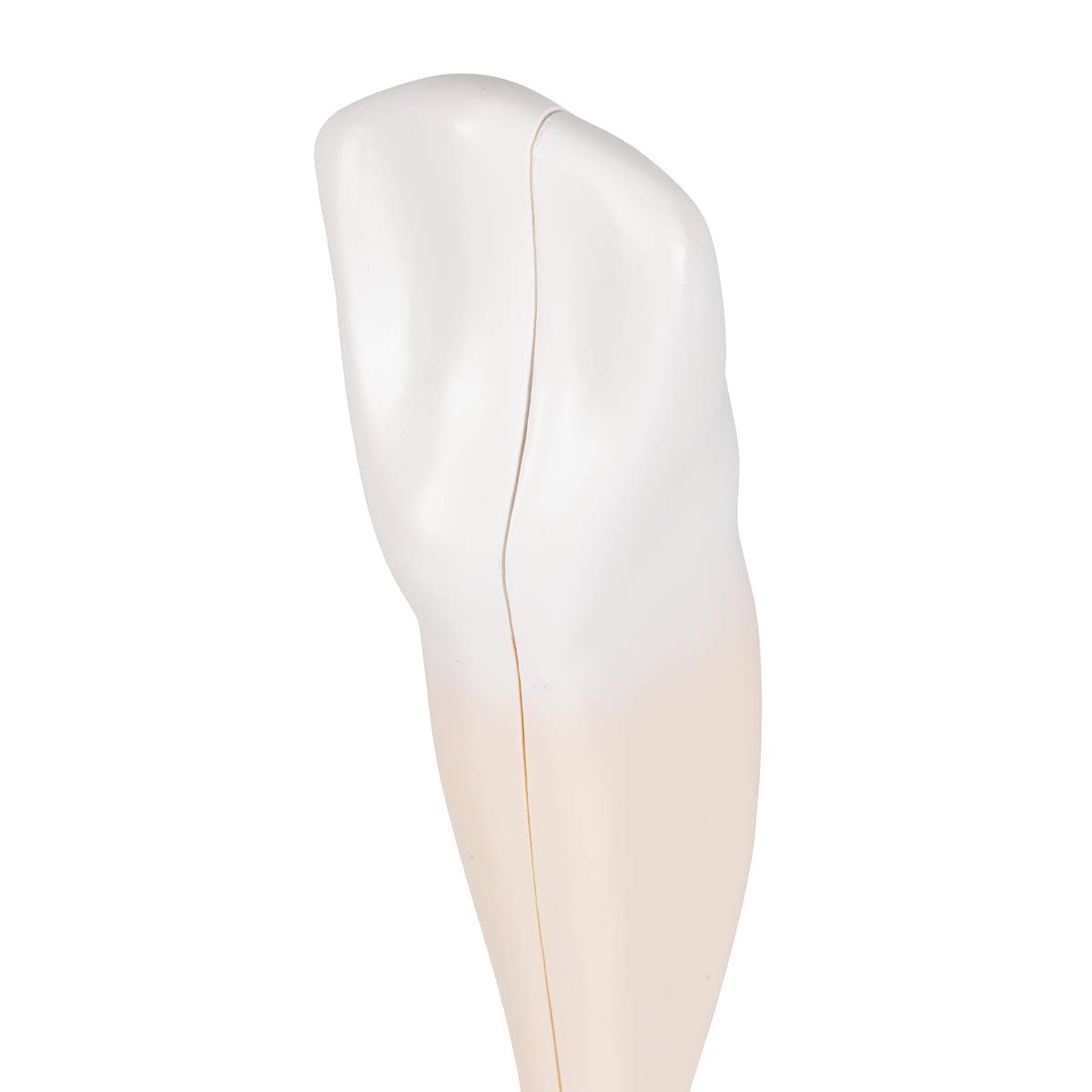 3b-scientific-unterer-eckzahn-zahnmodell-2-teilig-smart-anatomy-app image 6