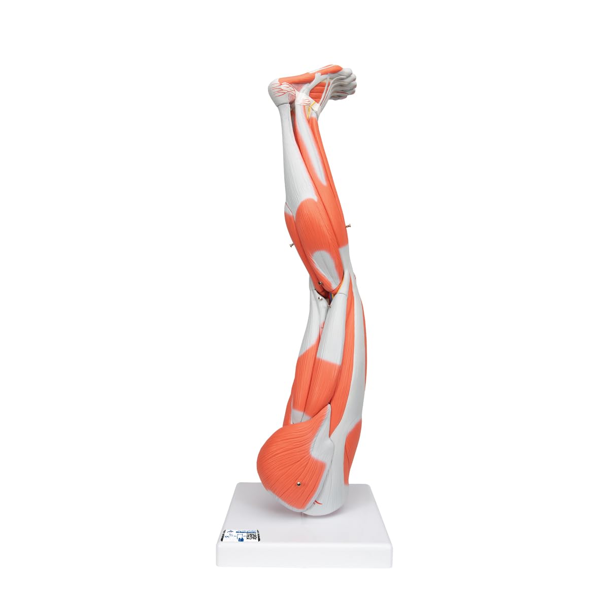3b-scientific-armmuskel-modell-6-teilig-lebensgro-es-arm-modell-mit-abnehmbaren- image 8