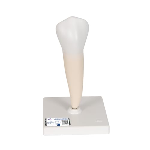 3b-scientific-unterer-einwurzeliger-pr-molar-zahnmodell-auf-stativ-3b-smart-anat image 8
