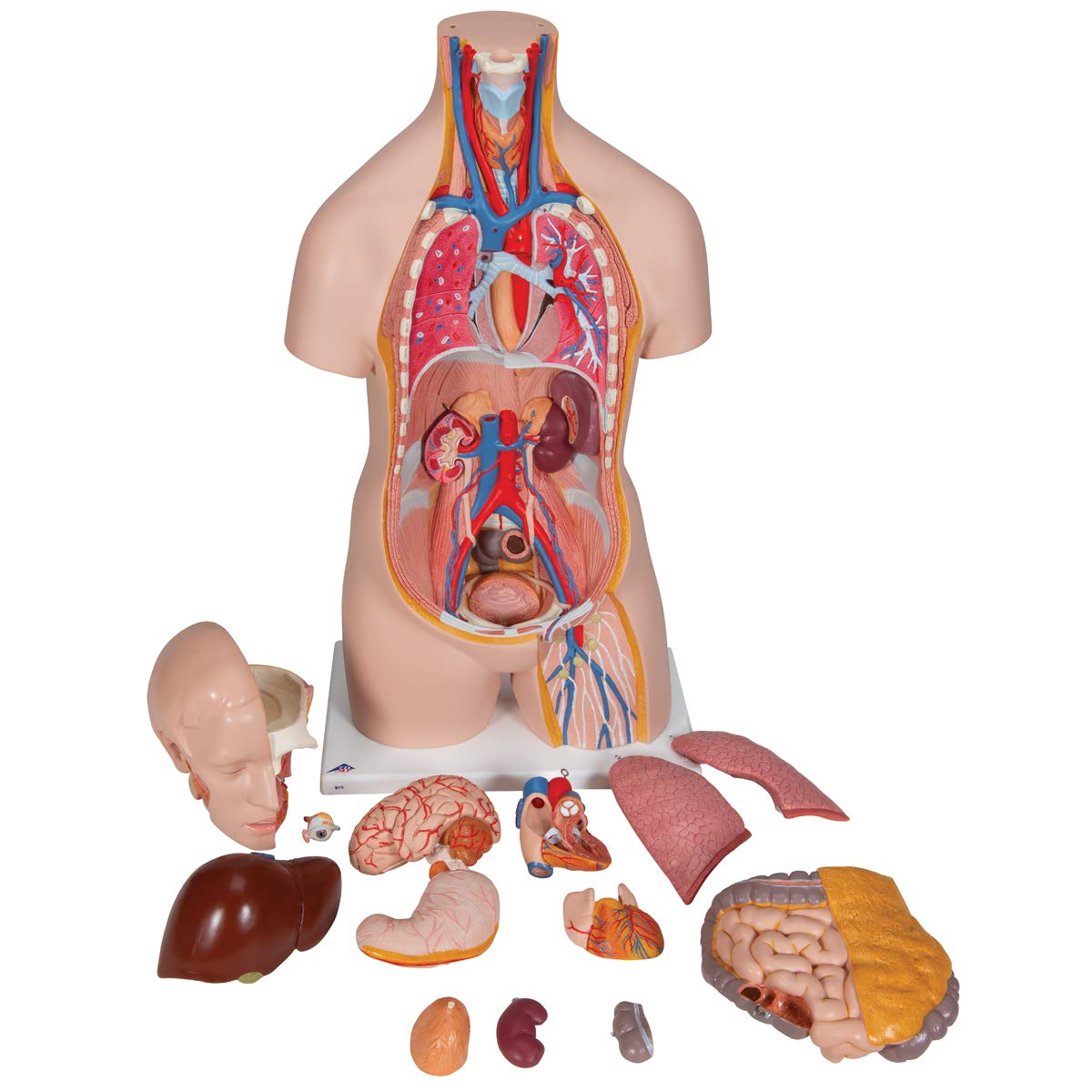 3b-scientific-klassik-torso-b13-geschlechtslos-14-teilig-menschlicher-torso-mit- image 2