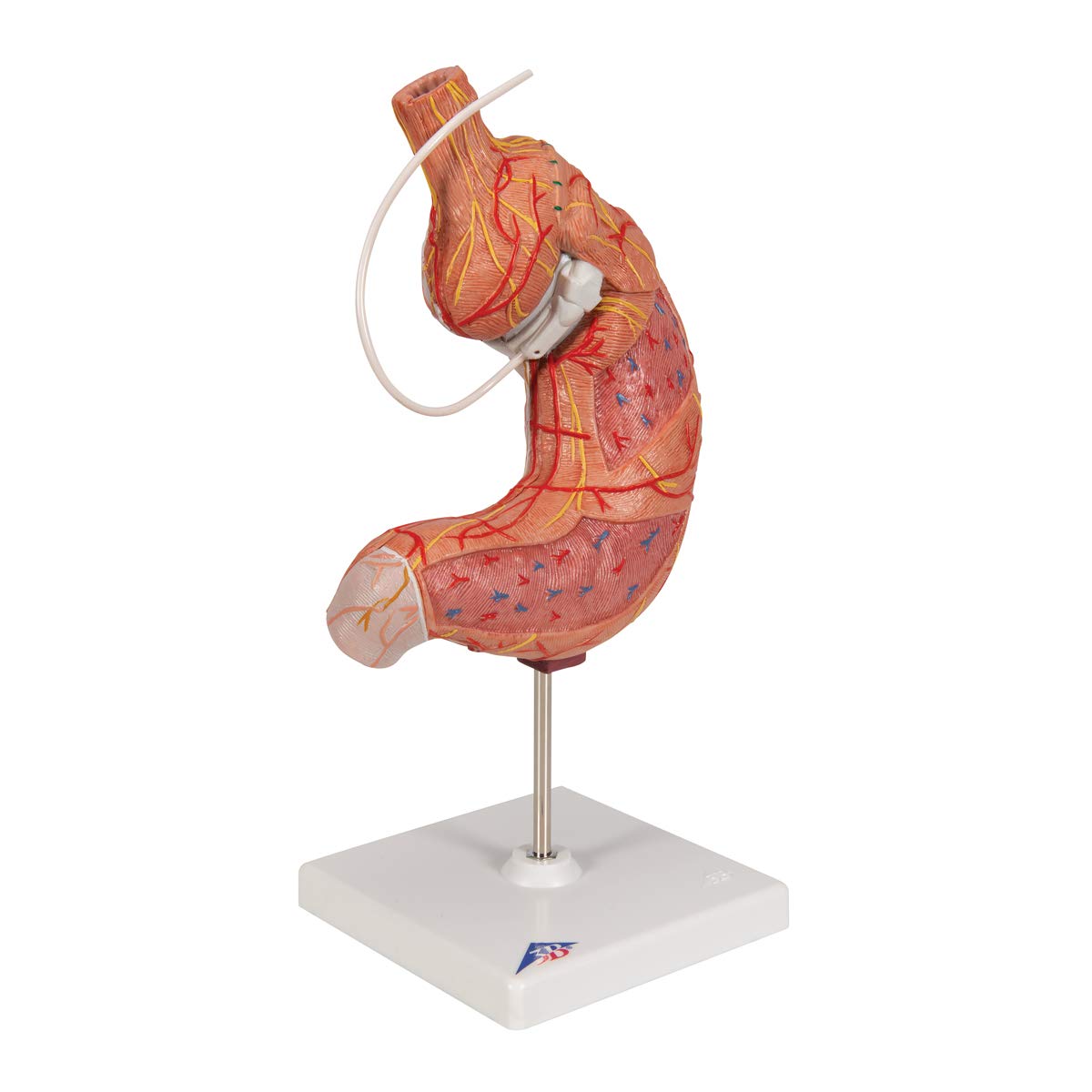 3b-scientific-magenbandmodell-menschlicher-magen-3b-smart-anatomy-app image 2