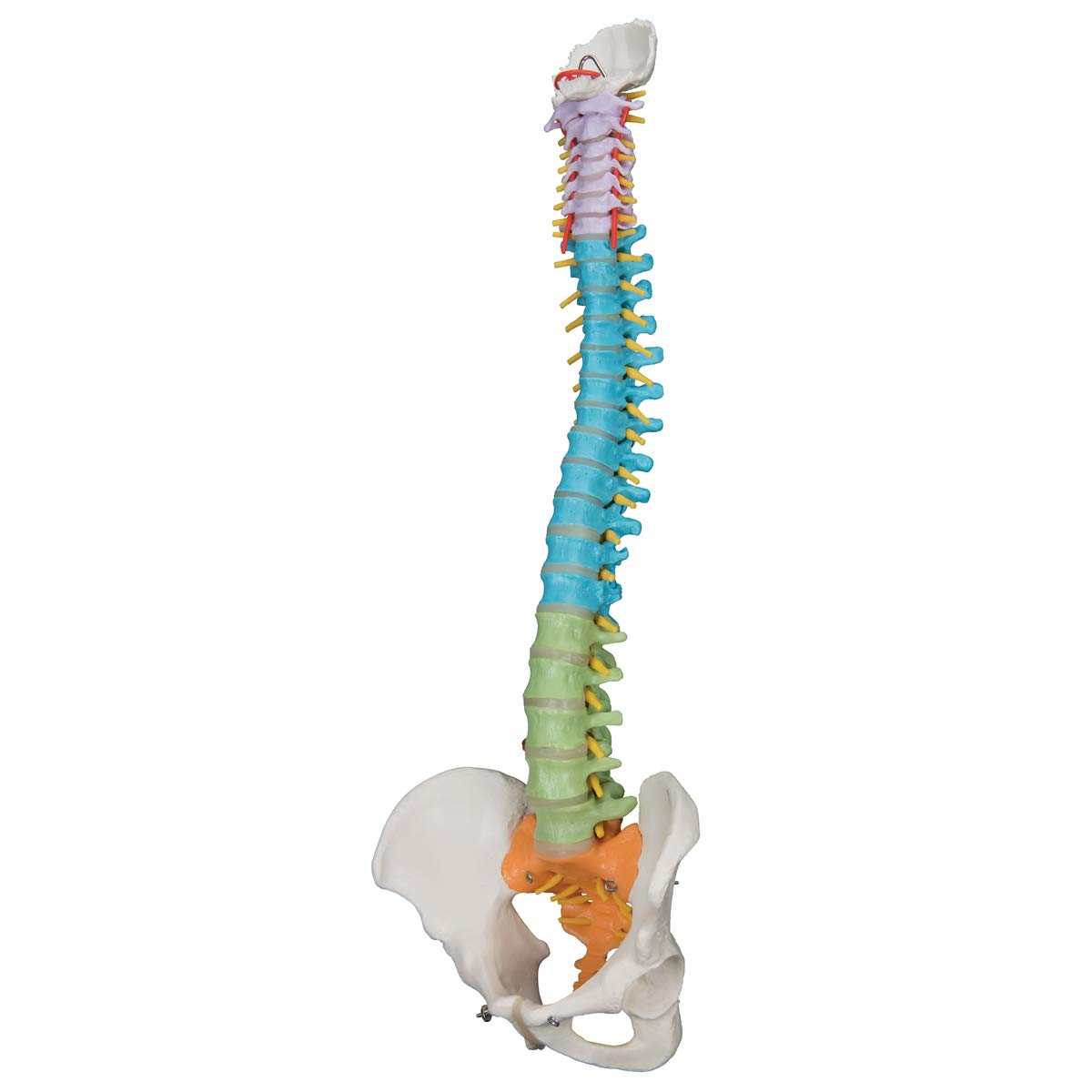 3b-scientific-flexibles-wirbels-ulenmodell-a58-8-didaktisch-smart-anatomy-app image 3