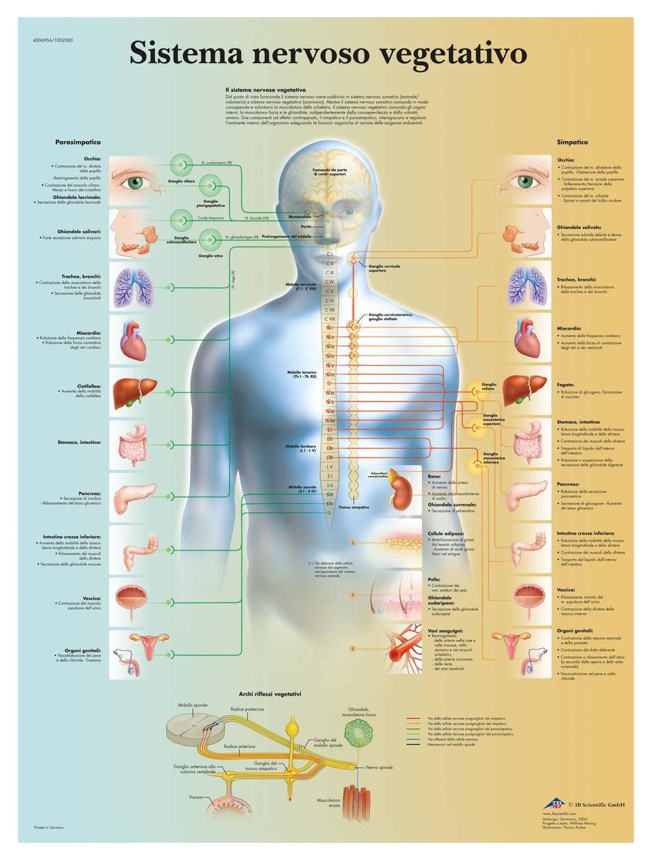 3b-scientific-autonomes-nervensystem-tafel-laminiertes-anatomieposter-50x67-cm image 2
