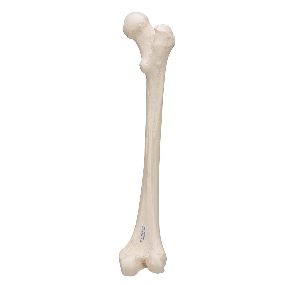 3b-scientific-a35-1-femur-modell-3b-smart-anatomy image 7