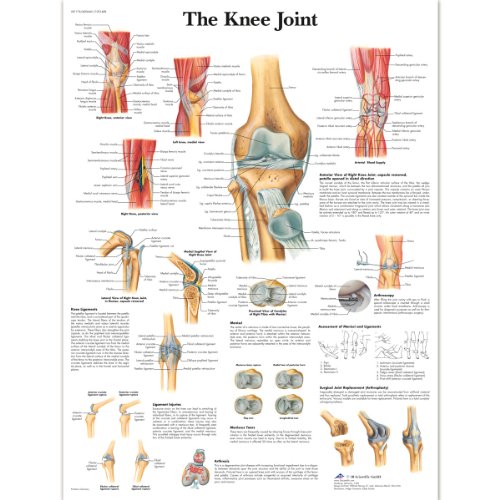 3b-scientific-vr1174uu-poster-knee-joint-kniegelenk-papier-50x67-cm-englisch image 4