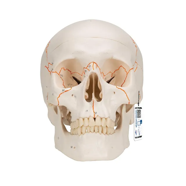 3b-scientific-a21-klassik-sch-del-3-teilig-mit-nummerierung-3b-smart-anatomy image 1