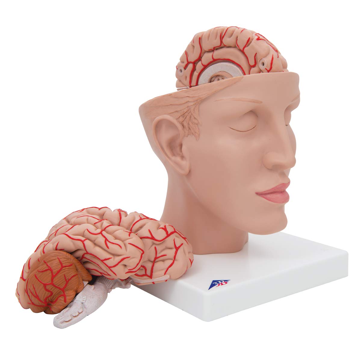 3b-scientific-menschliches-gehirnmodell-mit-arterien-auf-kopfbasis-8-teilig-lebe image 5