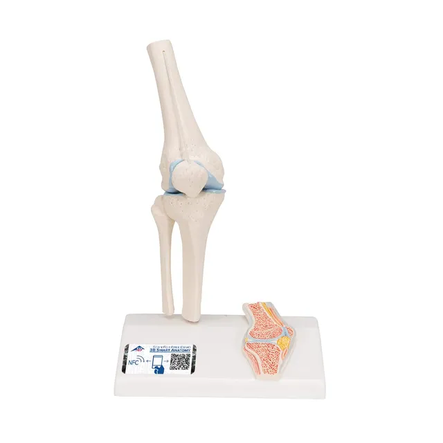 3b-scientific-mini-kniegelenkmodell-mit-querschnitt-a85-1-3b-smart-anatomy-app image 1