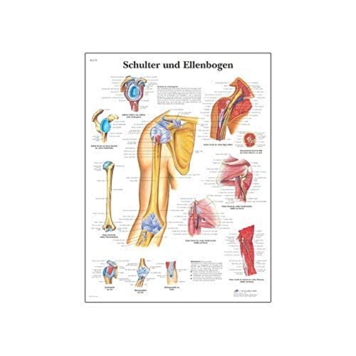 3b-scientific-vr1170l-poster-schulter-und-ellenbogen-englisch-50-8-x-66-cm image 4