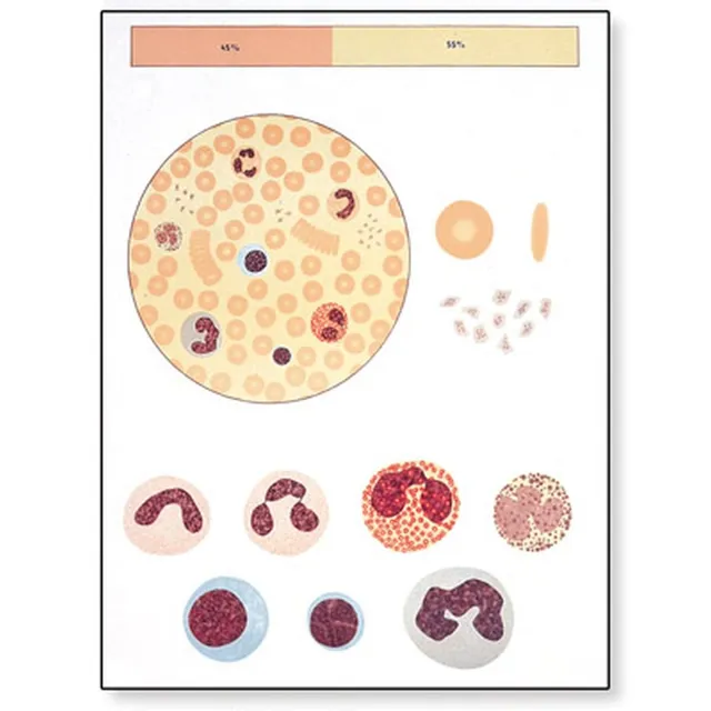 3b-scientific-lehrtafel-das-blut-i-zusammensetzung-poster-84x200-cm image 1
