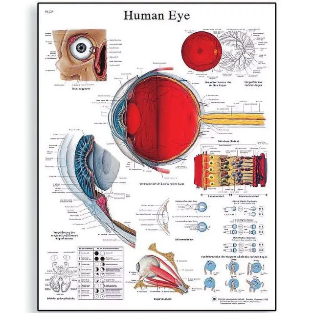 3b-scientific-eye-chart-anatomieposter-auge-50-x-67-cm image 1
