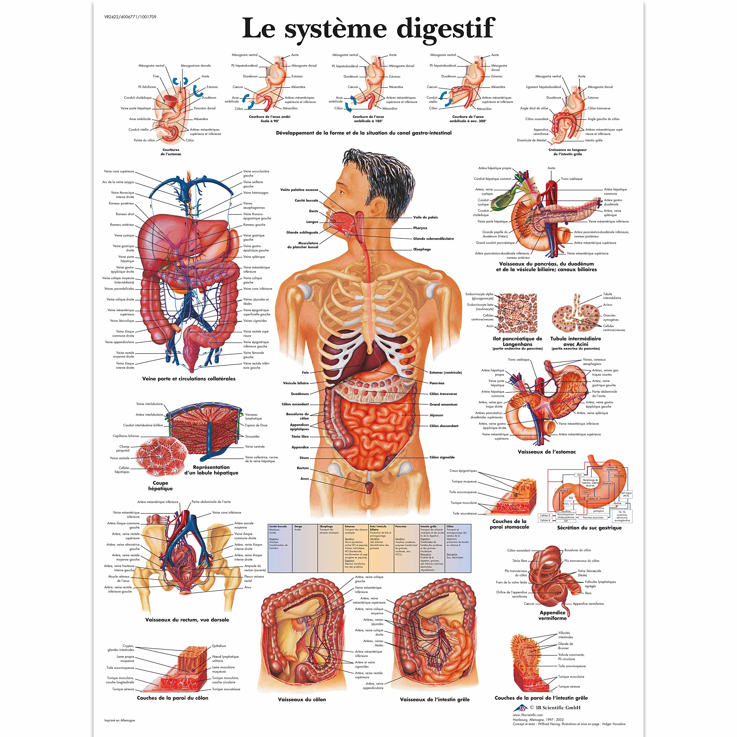 3b-scientific-laminierte-tafel-sportverletzungen-anatomieposter-50-x-67-cm-uv-st image 7