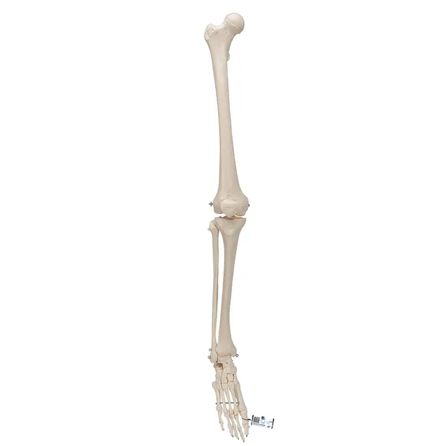 3b-scientific-beinskelett-mit-fu-lebensgro-es-anatomiemodell-smart-anatomy-app image 1