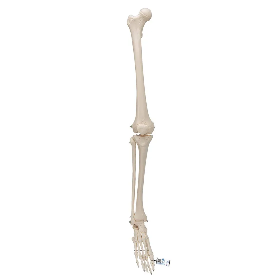 3b-scientific-beinskelett-mit-fu-lebensgro-es-anatomiemodell-smart-anatomy-app image 1